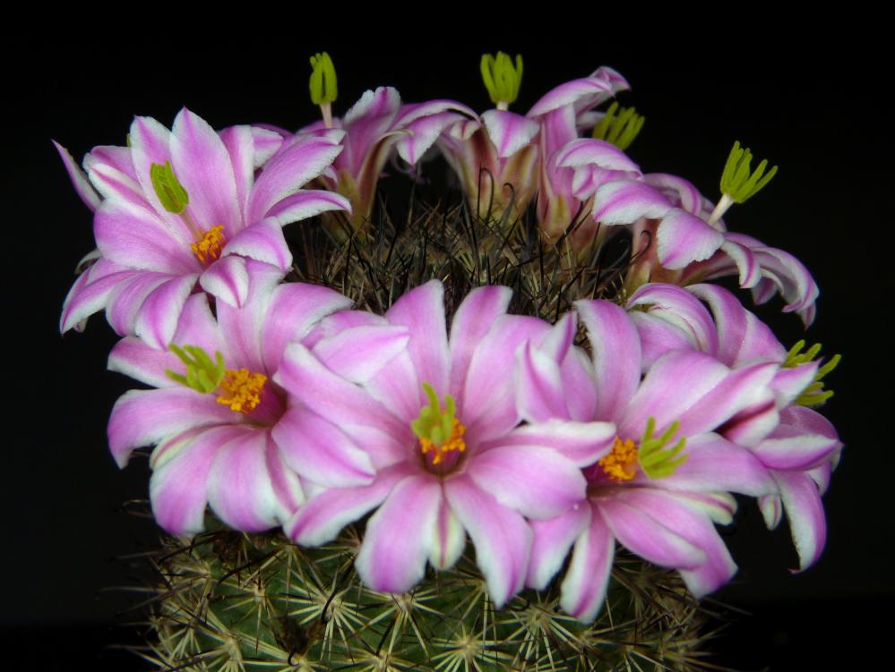 Mammillaria